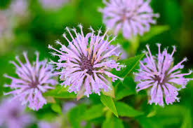Bee Balm for Pollinators