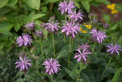 Organic Bee Balm Seeds Easy to Grow