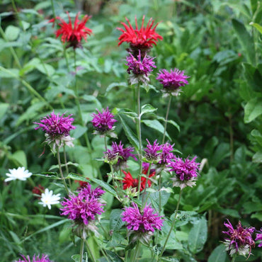 Organic Bee Balm Seeds Easy to Grow
