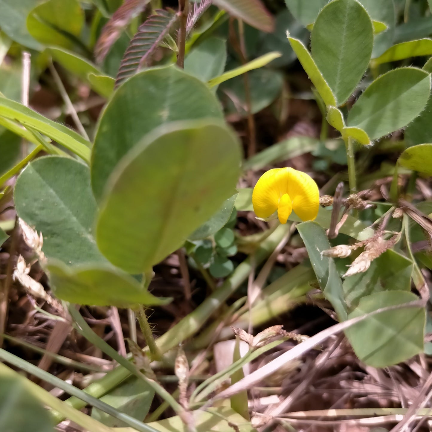 Peanut Pinto Flower Seeds