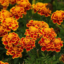 Marigold Seeds Easy to Grow & Pest-Repelling