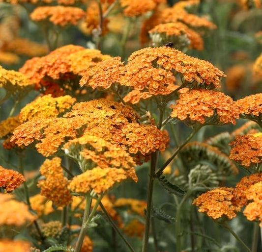 yarrow flower seeds orange