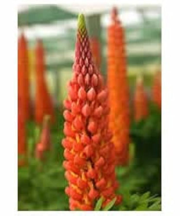 Lupine Wildflower Seeds orange