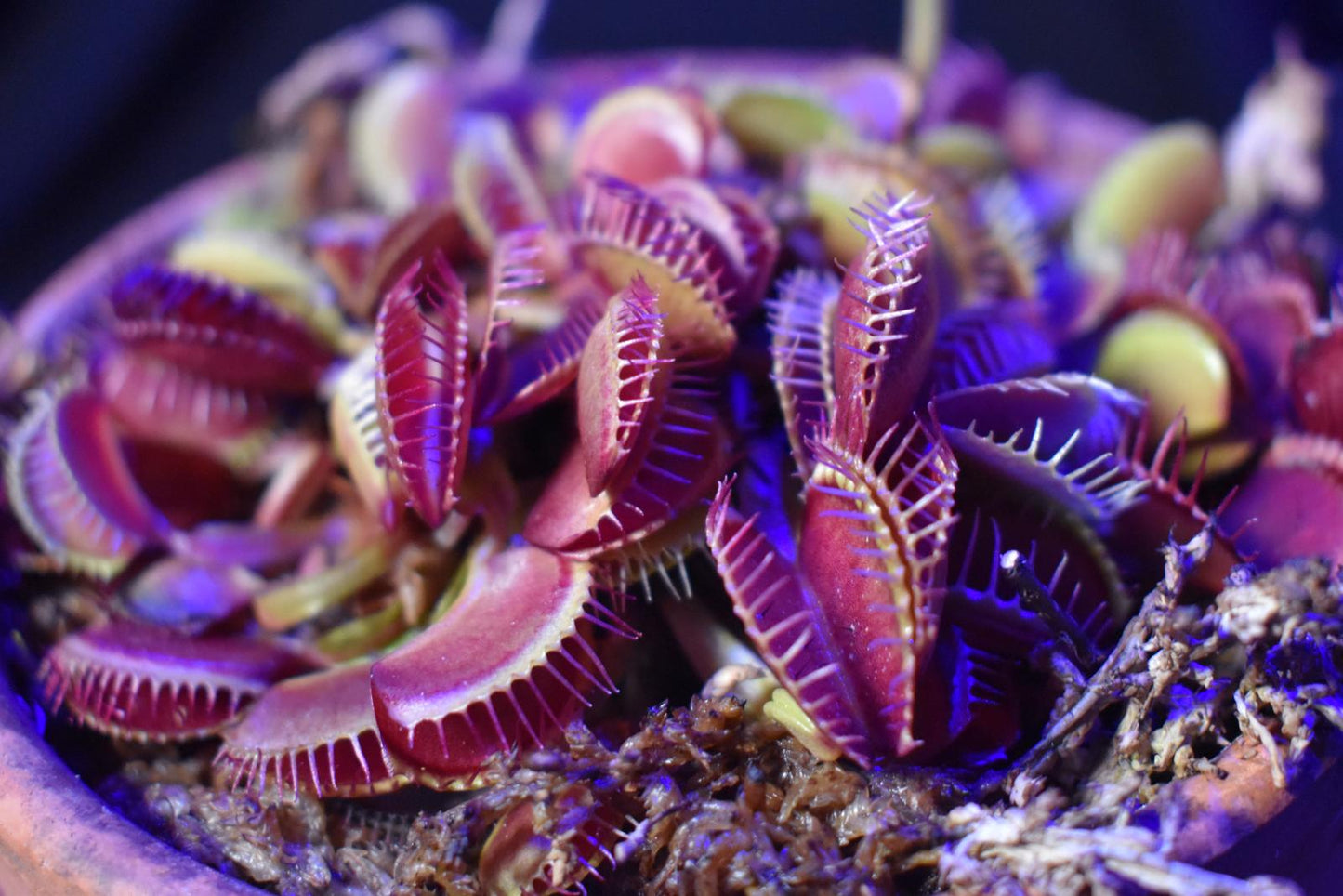 Purple Venus Flytrap Seeds for Planting – Heirloom, Non-GMO, Rare Carnivorous Plant, Live Potted