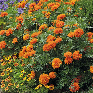 French Marigold 'Safari Tangerine' – Vibrant Orange Garden Flower