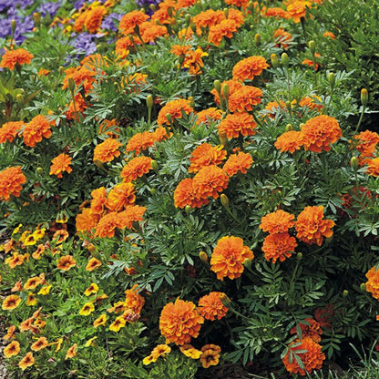 French Marigold 'Safari Tangerine' – Vibrant Orange Garden Flower