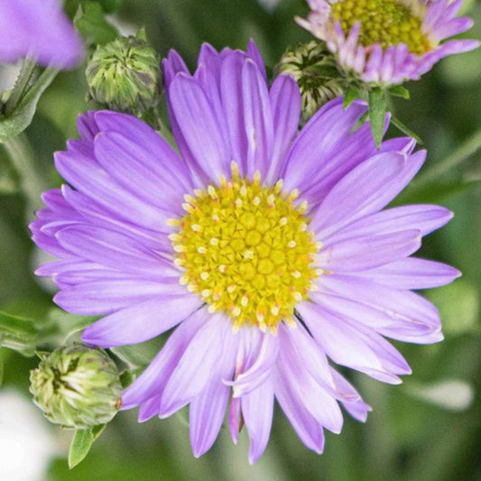 Blue Tataricus Flower seeds for Planting - Shade Tolerant, Heirloom & GMO Free Seeds for Home Garden
 
 Sale for planting in home garden.