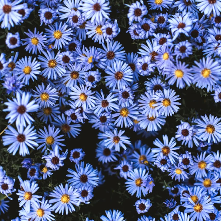 Sky Blue Aster Flower Seeds