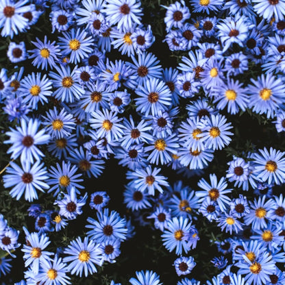 Sky Blue Aster Flower Seeds