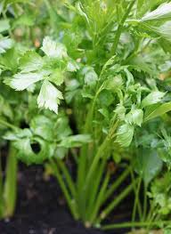 Vegetable Celery Seeds
