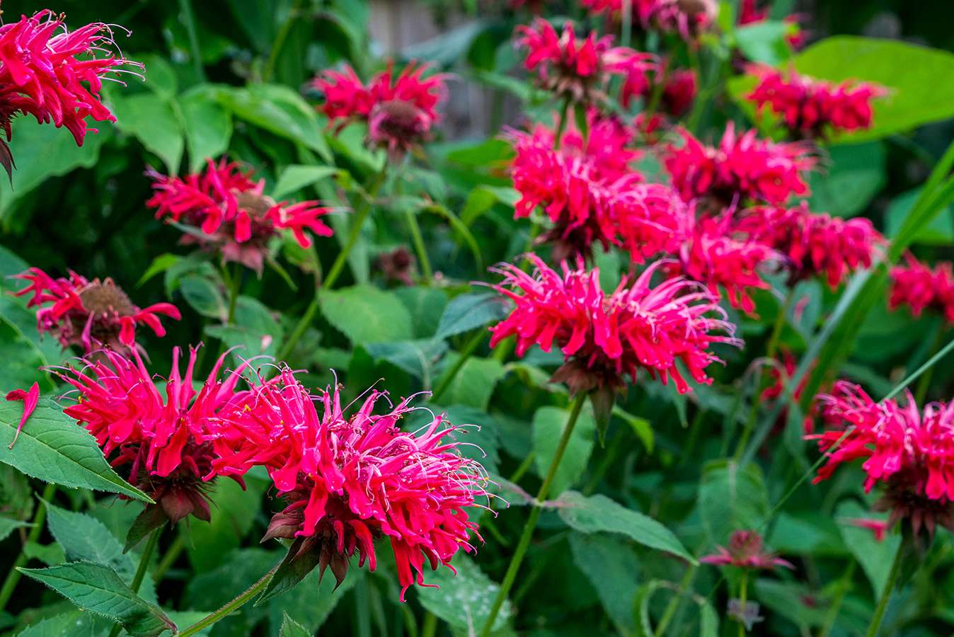 Organic Bee Balm Seeds Easy to Grow