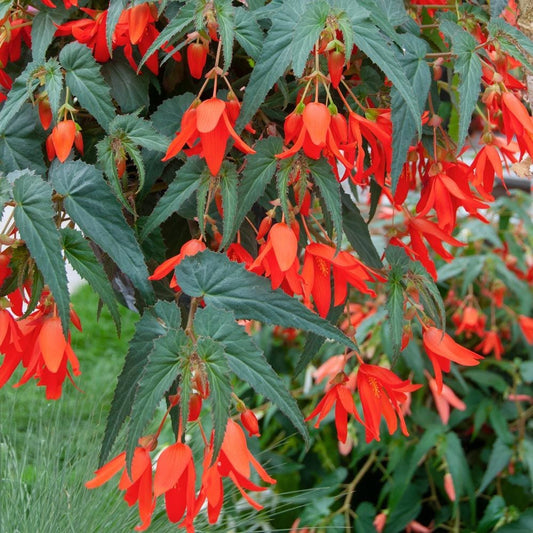 Begonia Boliviensis Flower Seeds