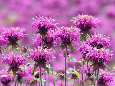 Top Quality Bee Balm for Gardens