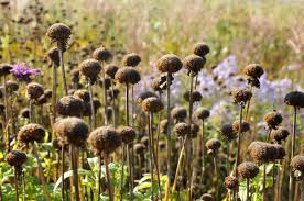 Growing Bee Balm from Seeds