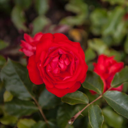 Climbing Trumpeter Rose - Vibrant Orange Climbing Rose Bush for Your Garden