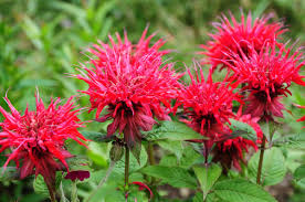 Growing Bee Balm from Seeds