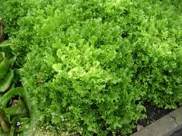 エンダイブの種まき用