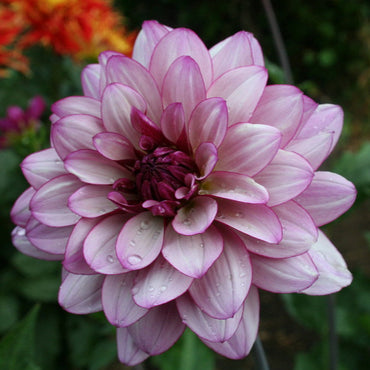 Dahlia 'Lauren Michele' Flower Seeds