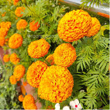 Marigold Seeds Easy to Grow & Pest-Repelling
