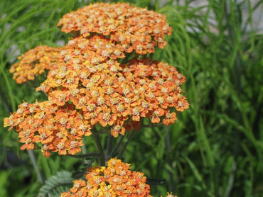 yarrow flower seeds orange