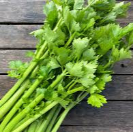 Celery Herb Seeds – Hybrid Variety