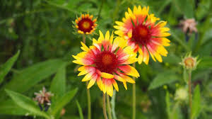 Low Profile Wildflower Seed Mix