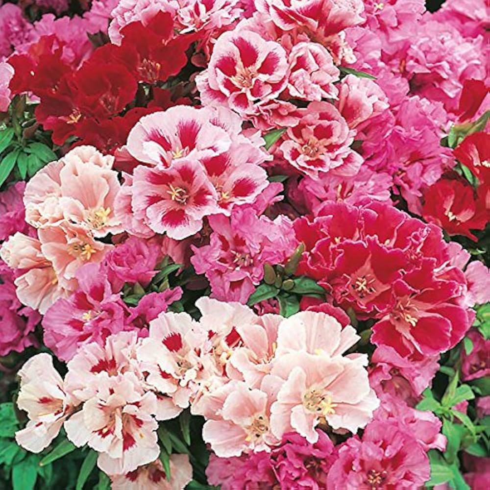 Azalea Flower Seeds Mix Flower seeds for Planting Low Maintenance Heirloom & GMO Free Seeds for Home Garden
 
 Sale