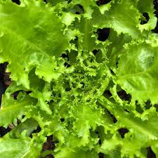 Planting Endive Seeds