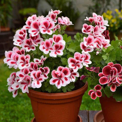 seed and zonal geraniums Zonal Geranium (Pelargonium × hortorum) Flower Seeds for Planting – He – Pure Asia Seeds