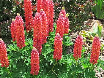 Lupine Wildflower Seeds orange