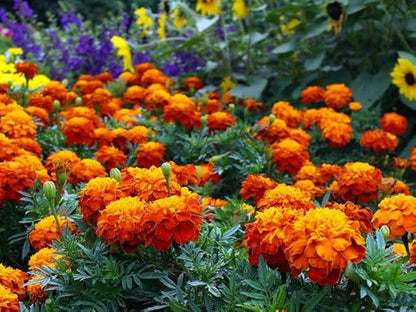 Non-GMO Marigold Seeds  Brighten Your Garden with Color
