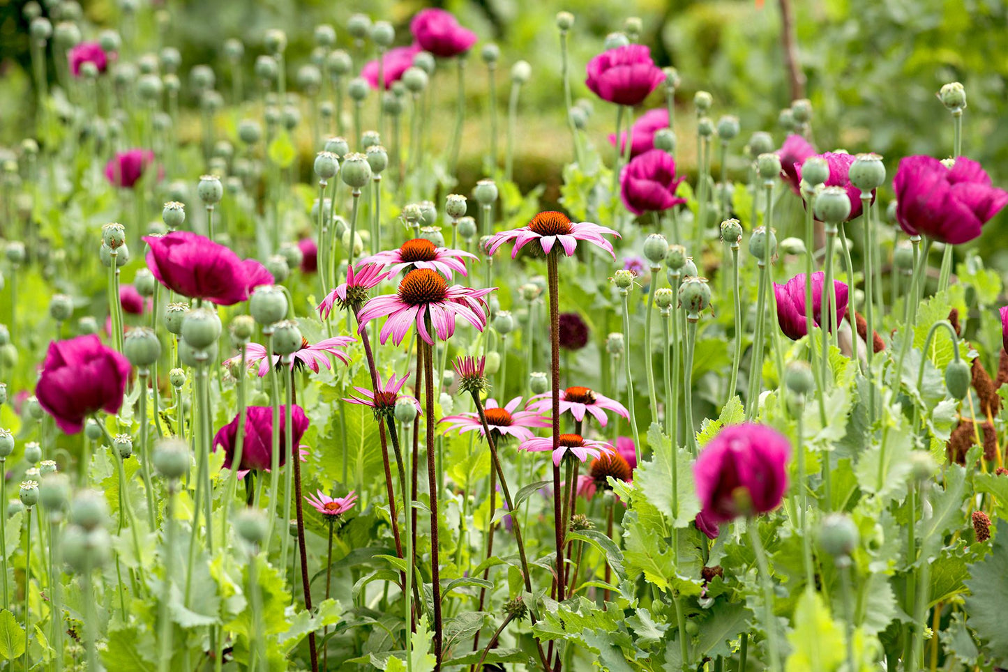 Low Profile Wildflower Seed Mix