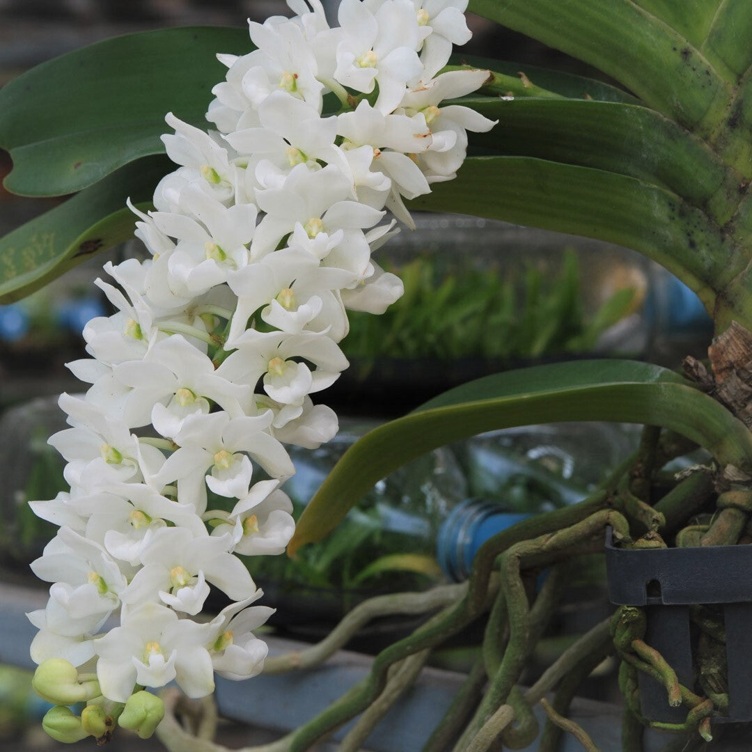 Rhynchostylis Flower seeds for Planting Wildflower Mix Heirloom & GMO Free Seeds for Home Garden 
 
 Sale for planting in home garden