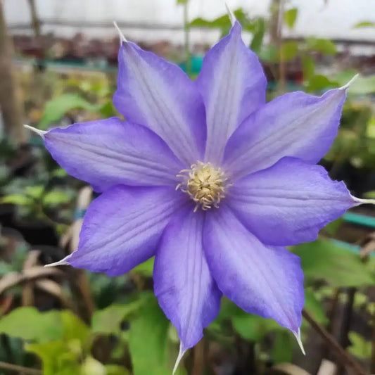 Clematis Flower seeds for Planting - Long Bloom Season, Heirloom & GMO Free Seeds for Home Garden