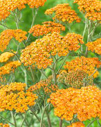 yarrow flower seeds orange