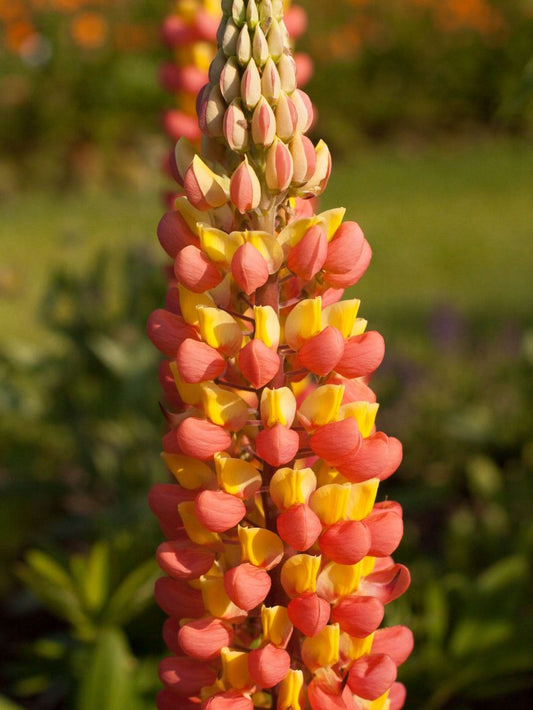 Lupine Wildflower Seeds orange yellow