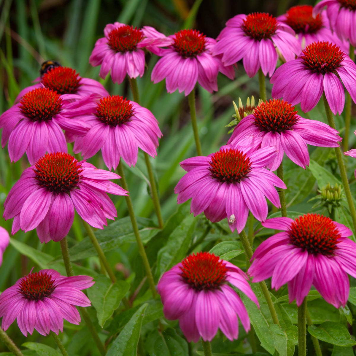 Coleus Flower seeds for Planting - Pollinator Friendly, Heirloom & GMO Free Seeds for Home Garden