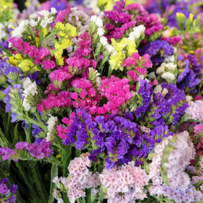 Limonium Sinuatum Flower Seeds