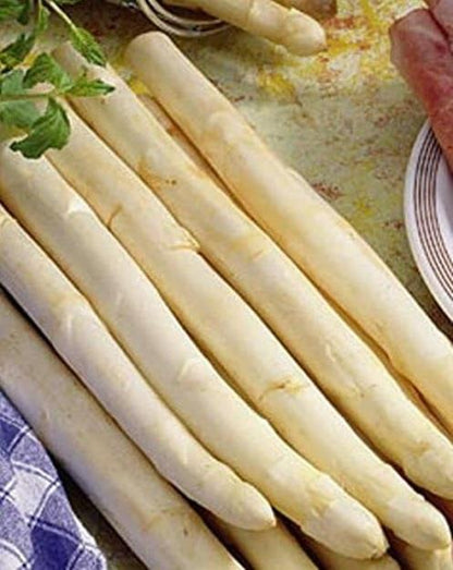 Graines d'asperges blanches