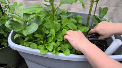 Gardeners Basics, Arugula Seeds