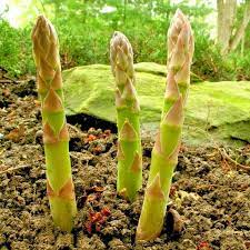 Semi di asparagi biologici Mary Washington