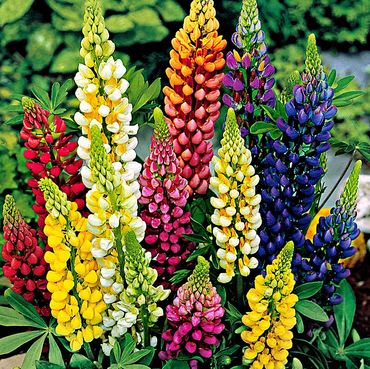 Lupine Wildflower Seeds