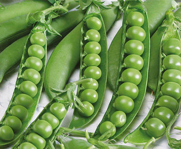 "Asparagus Pea Vegetable Seeds