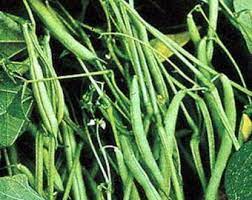 Half Runner Bean Green Been Seeds