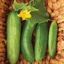 Beit Alpha Cucumber Seeds for Planting