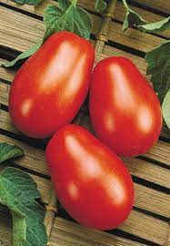 La Roma III Rote Hybride Tomatensamen