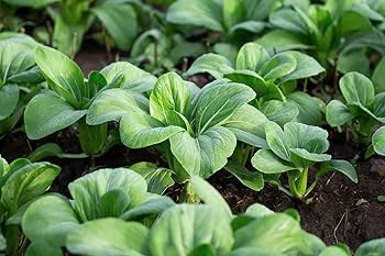 Graines héritage non-OGM de bok choy bébé premium