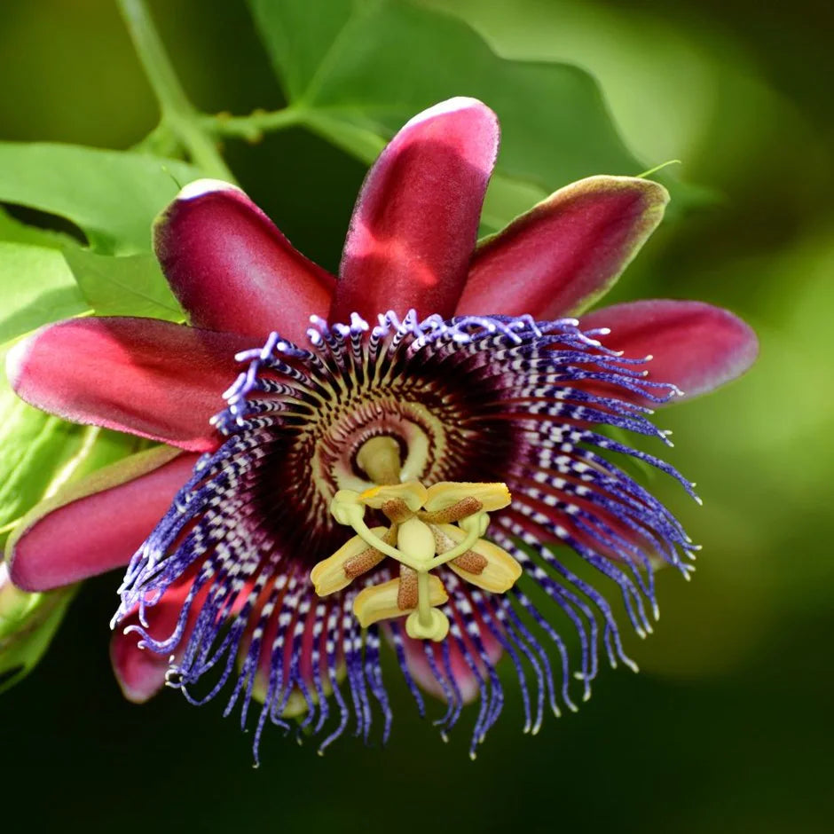 Passiflora Alata Flower seeds for Planting - Sun Loving, Heirloom & GMO Free Seeds for Home Garden
 
 Sale seeds for planting in home garden