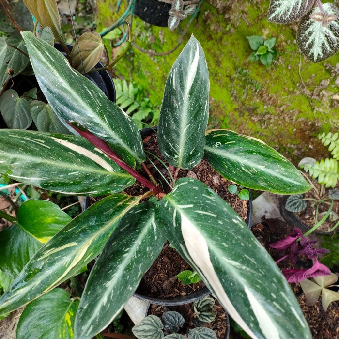 aglaonema commutatum seeds Mixed Aglaonema Flower seeds for Planting - Premiu