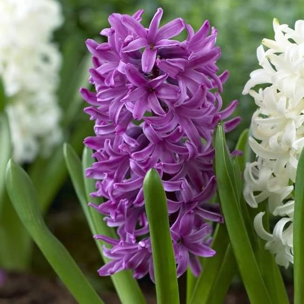 Violet Hyacinth Flower seeds for Planting - Cottage Garden Essential, Heirloom & GMO Free Seeds for Home Garden
 
 Sale for planting in home garden